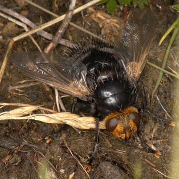 Image of giant tachinid fly