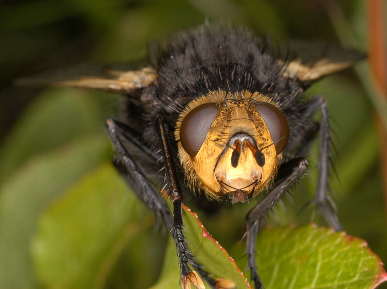 Tachina grossa (Linnaeus 1758)的圖片