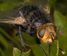 Tachina grossa (Linnaeus 1758)的圖片