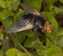 Tachina grossa (Linnaeus 1758)的圖片