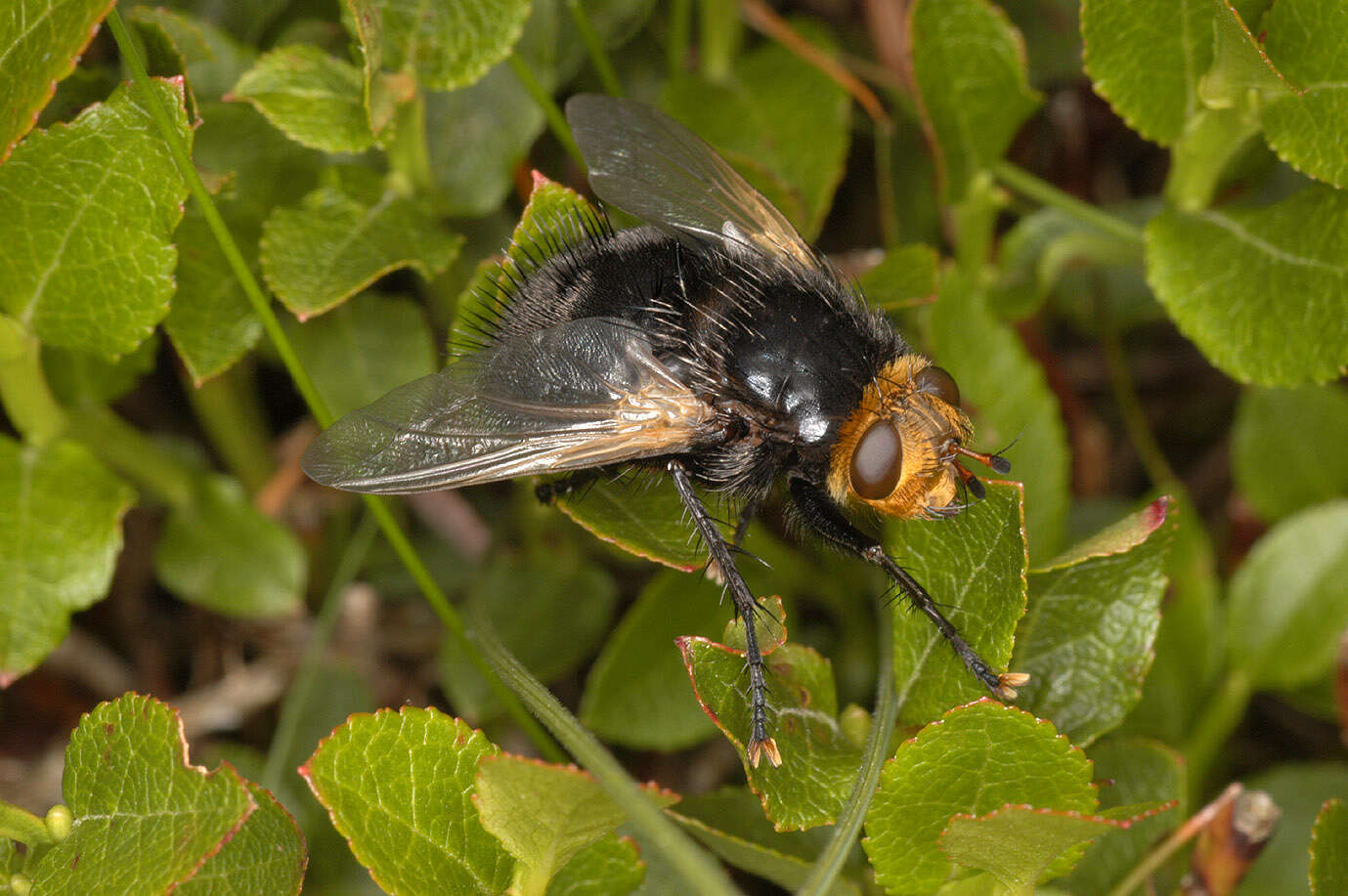 Tachina grossa (Linnaeus 1758)的圖片