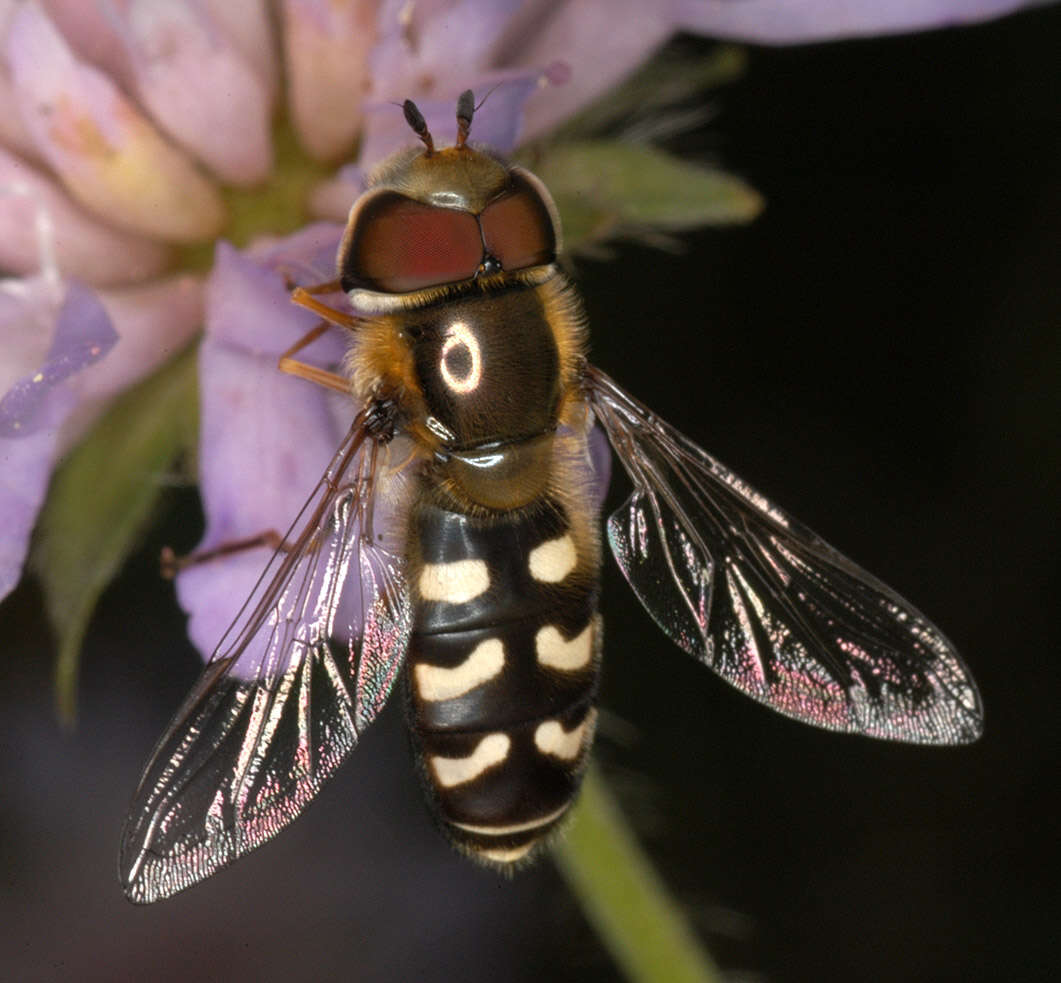 Imagem de Scaeva pyrastri (Linnaeus 1758)