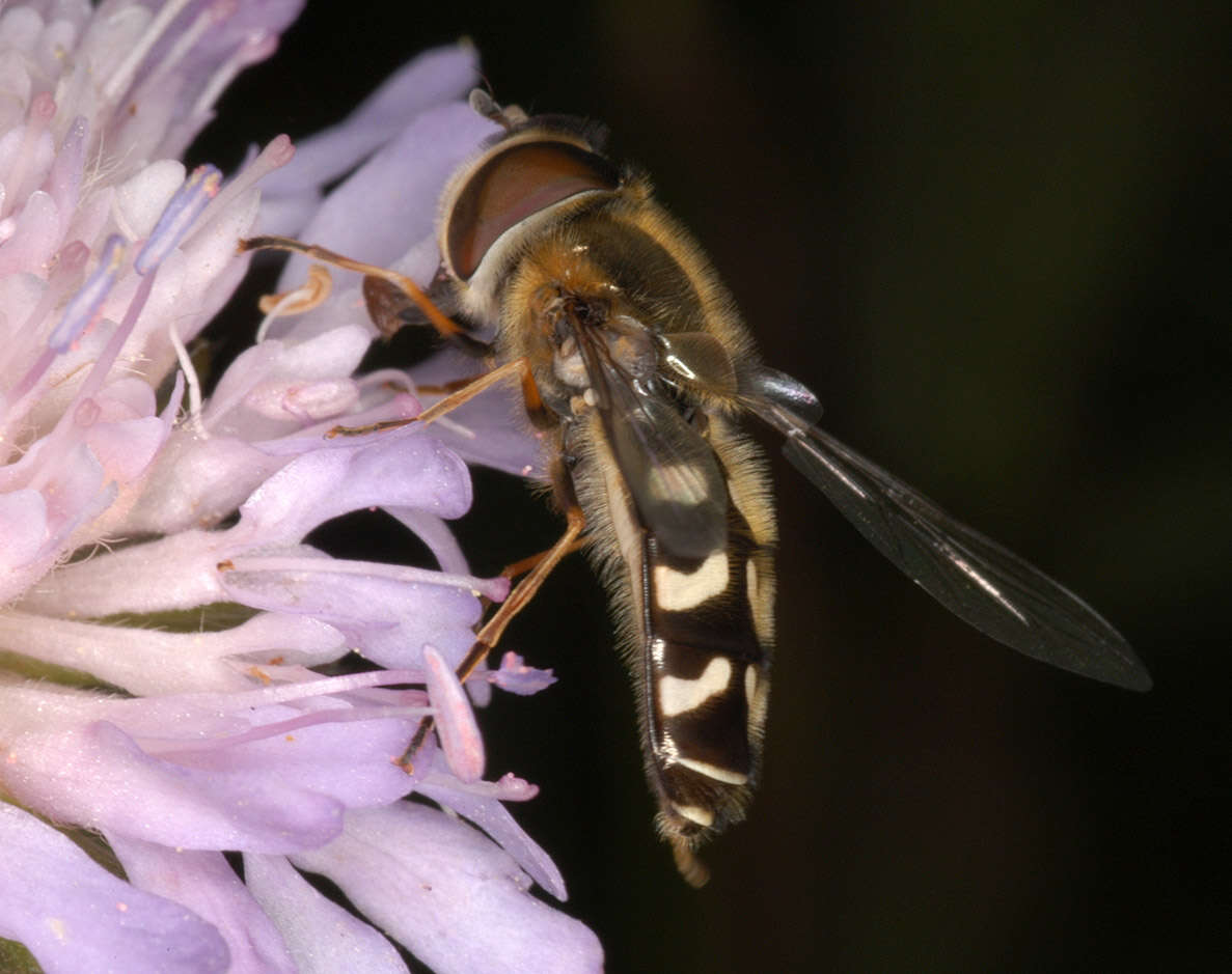 Imagem de Scaeva pyrastri (Linnaeus 1758)