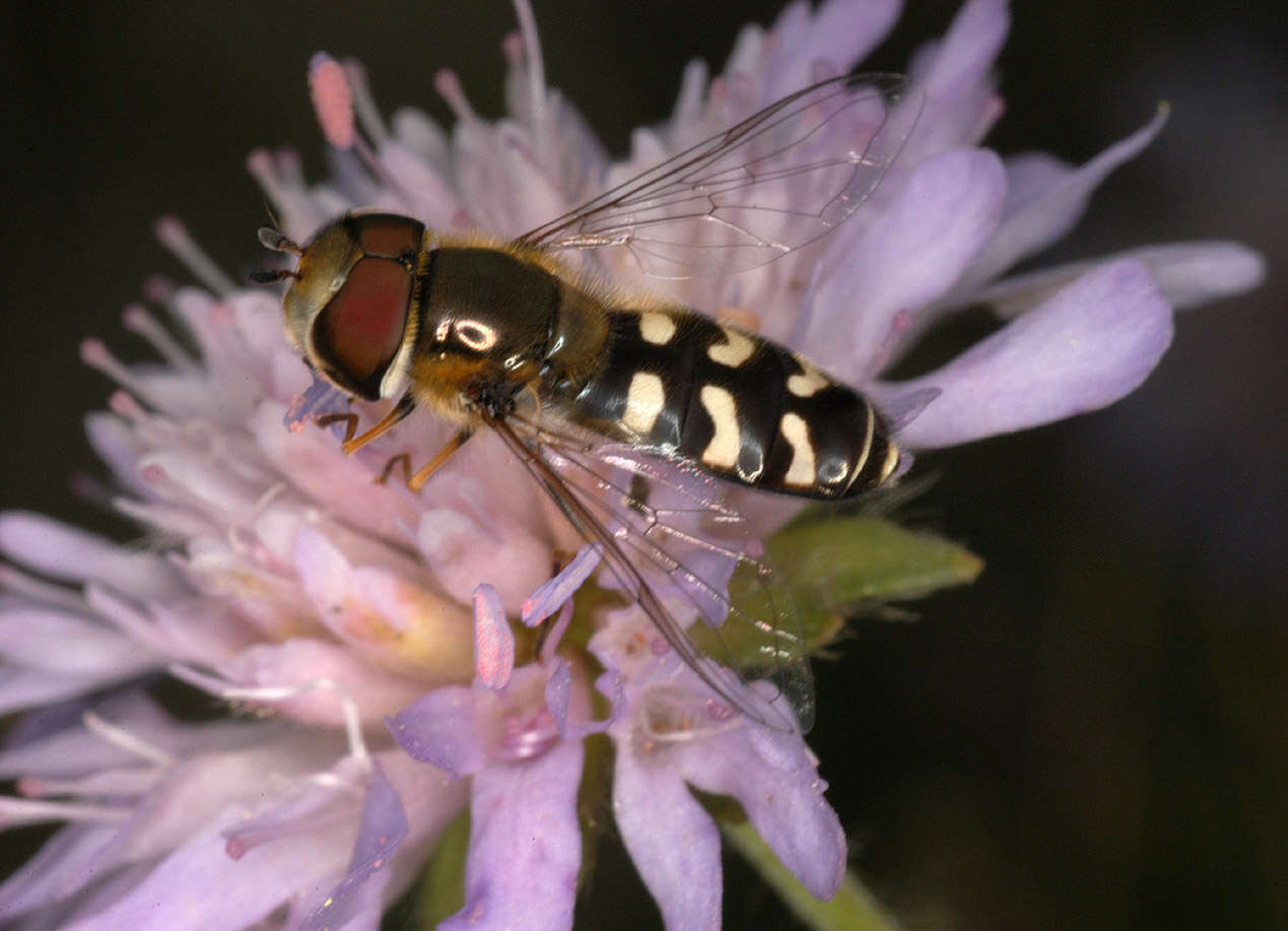 Imagem de Scaeva pyrastri (Linnaeus 1758)