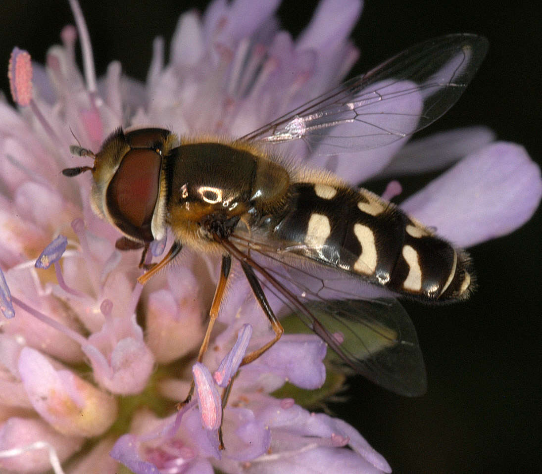 Imagem de Scaeva pyrastri (Linnaeus 1758)