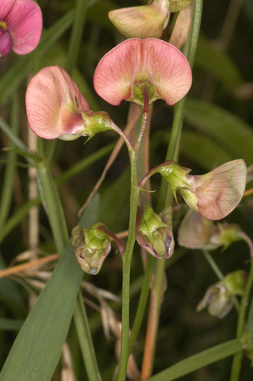 Image of flat pea