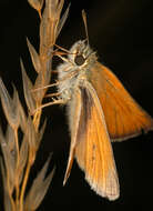 Image of small skipper