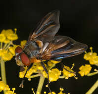 Image of Phasia hemiptera (Fabricius 1794)