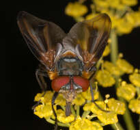 Image of Phasia hemiptera (Fabricius 1794)