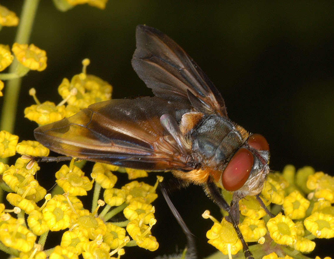 Image of Phasia hemiptera (Fabricius 1794)