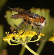 Image of Phasia hemiptera (Fabricius 1794)