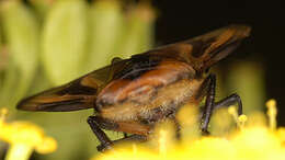 Image of Phasia hemiptera (Fabricius 1794)