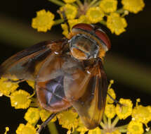 Image of Phasia hemiptera (Fabricius 1794)