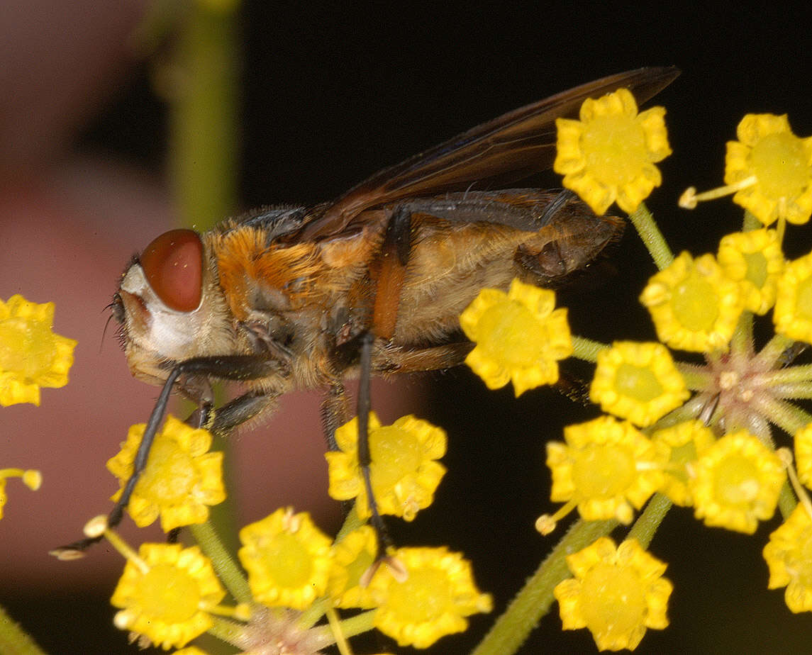 Image of Phasia hemiptera (Fabricius 1794)