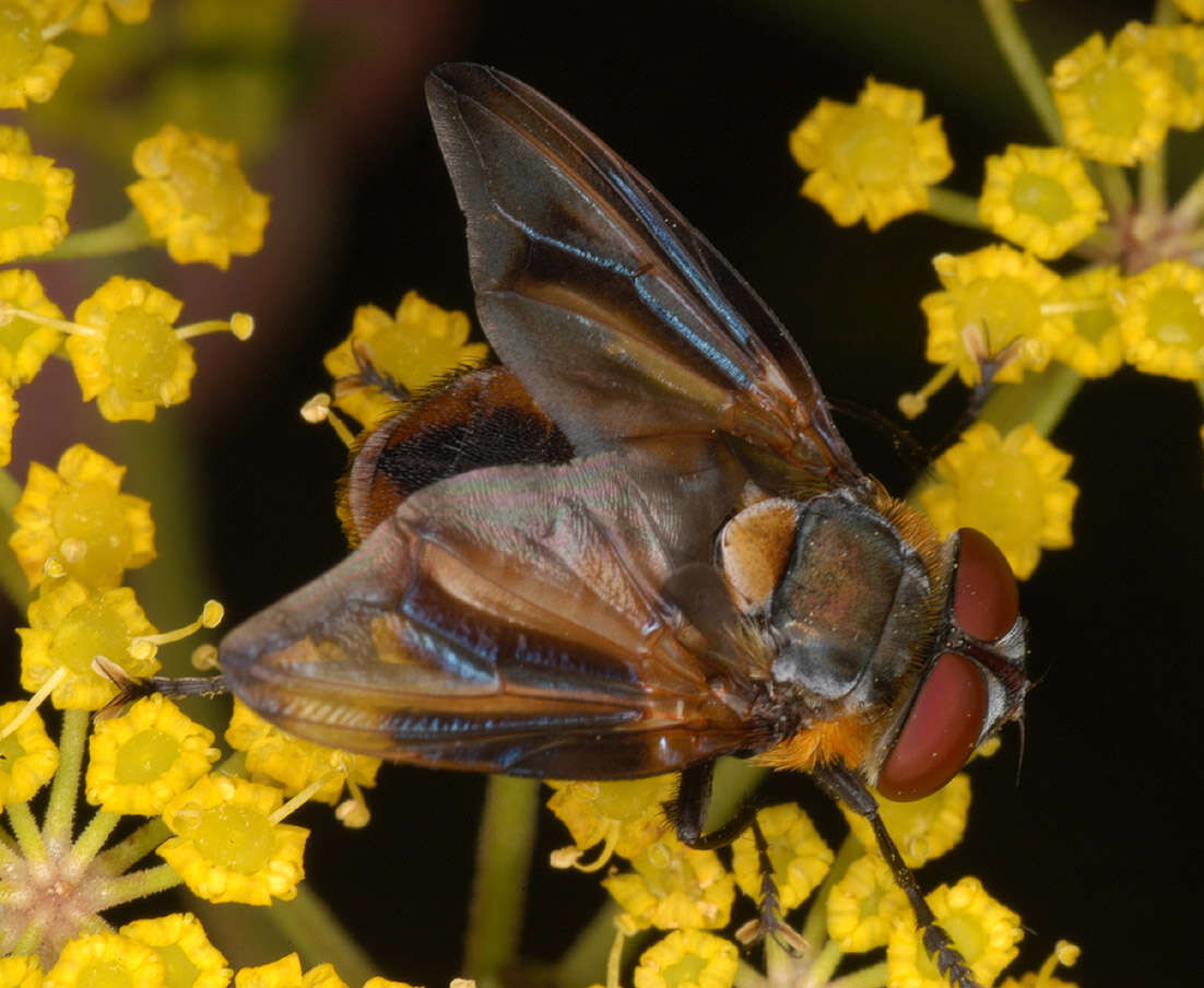 Image of Phasia hemiptera (Fabricius 1794)