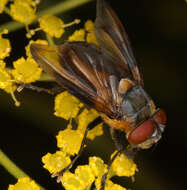 Image of Phasia hemiptera (Fabricius 1794)