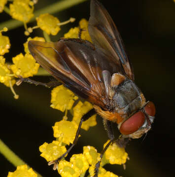 Image of Phasia hemiptera (Fabricius 1794)