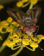 Image of Phasia hemiptera (Fabricius 1794)