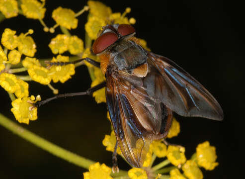 Image of Phasia hemiptera (Fabricius 1794)