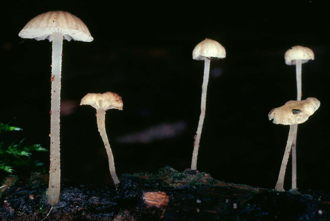 Image of Phloeomana speirea (Fr.) Redhead 2013