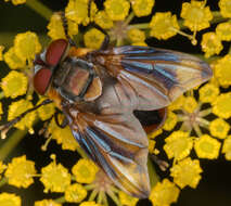 Image of Phasia hemiptera (Fabricius 1794)