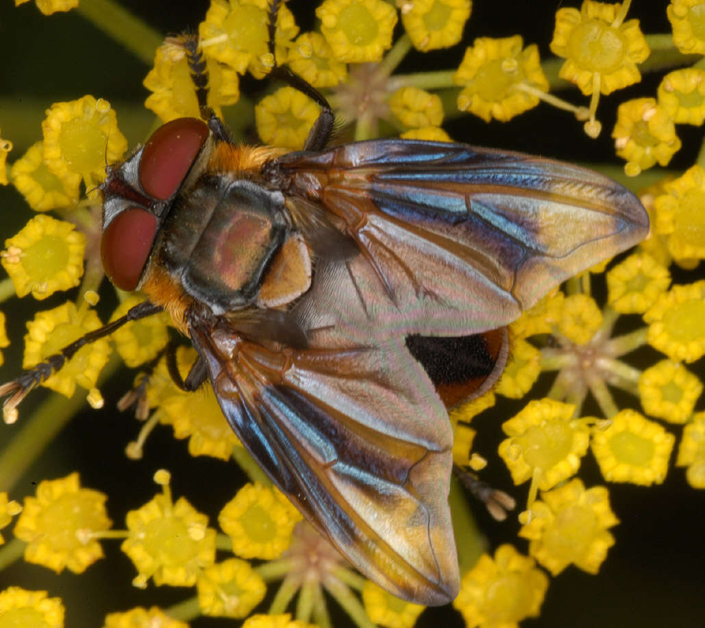 Image of Phasia hemiptera (Fabricius 1794)