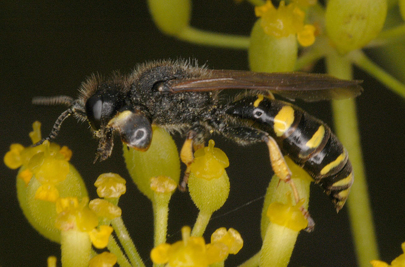 Image of Crabro cribrarius (Linnaeus 1758)