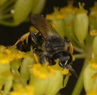 Image of Crabro cribrarius (Linnaeus 1758)