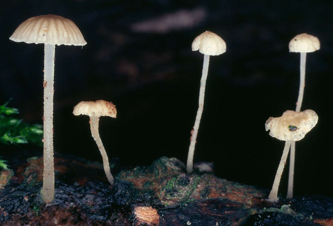 Image of Phloeomana speirea (Fr.) Redhead 2013