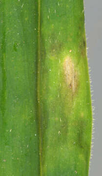 Image of Puccinia arenariae (Schumach.) J. Schröt. 1880