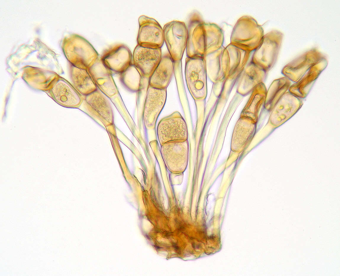 Image of Puccinia arenariae (Schumach.) J. Schröt. 1880