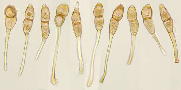 Image of Puccinia arenariae (Schumach.) J. Schröt. 1880