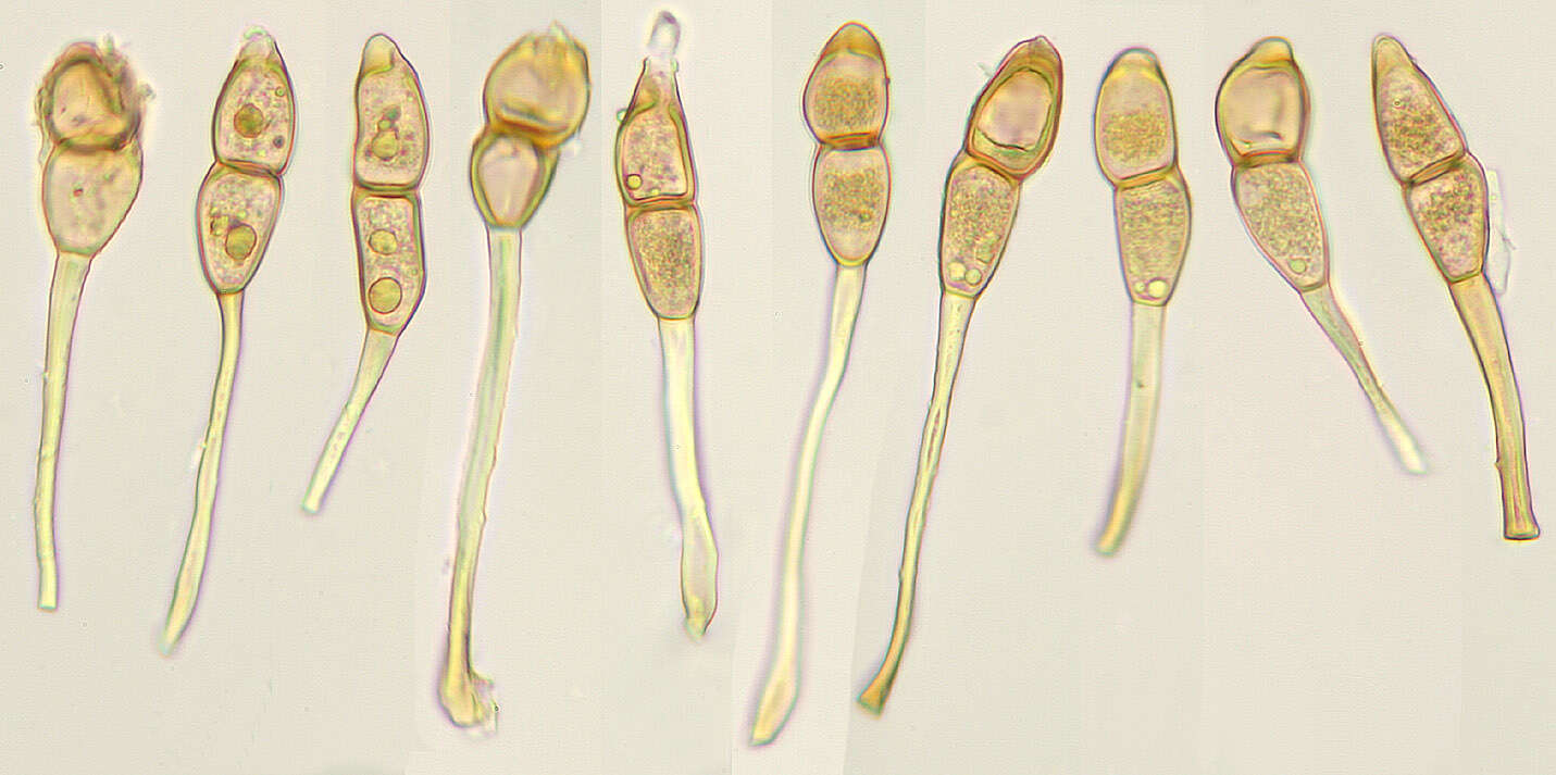 Image of Puccinia arenariae (Schumach.) J. Schröt. 1880