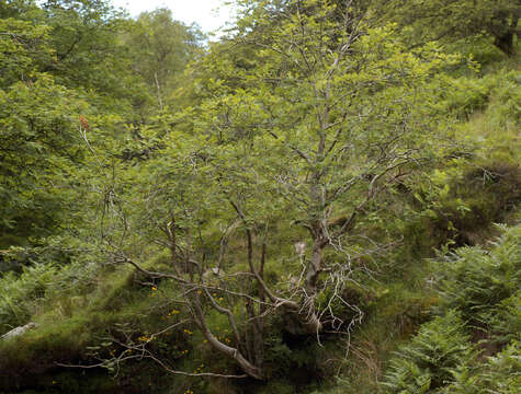 Image of rowan,  moutain ash