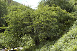 Image of Common Hawthorn