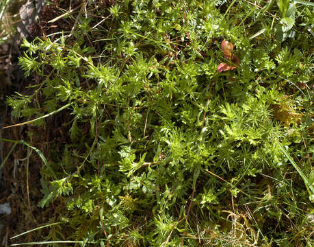 Image of Saxifraga hypnoides L.