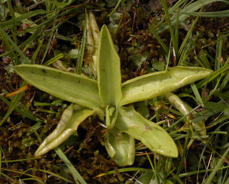 Image of Common butterwort