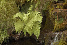 Image of Lady-fern