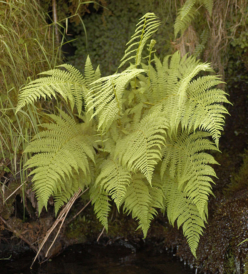 Слика од Athyrium filix-femina (L.) Roth