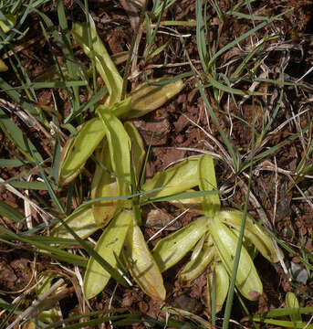 Image of Common butterwort