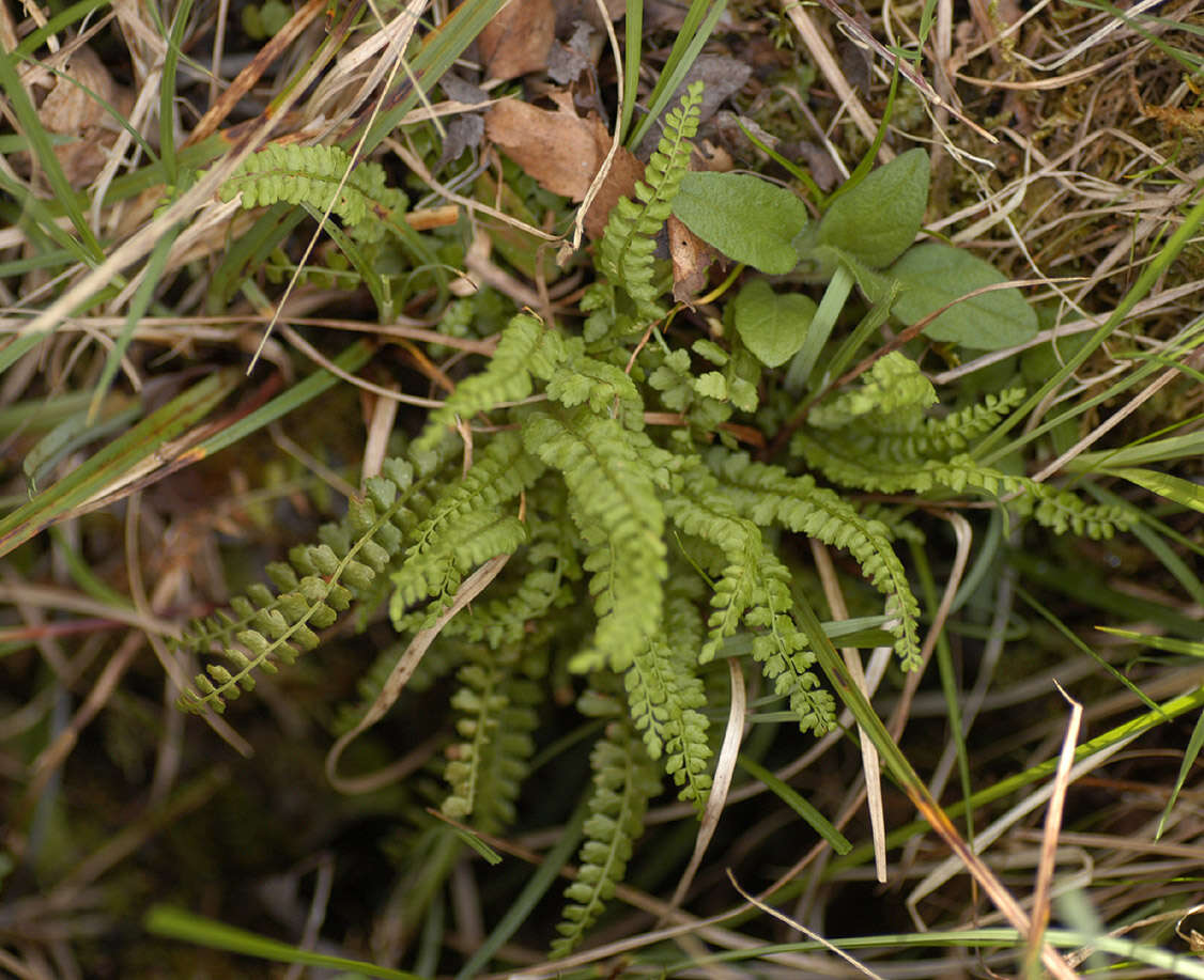 Image of Green Spleenwort
