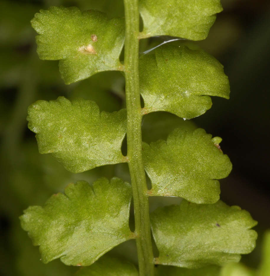Image of Green Spleenwort