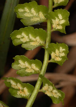 Image of Green Spleenwort