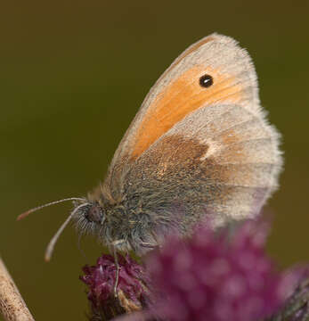 Image of small heath