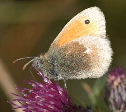 Image of small heath