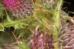 Image of thistle tortoise beetle