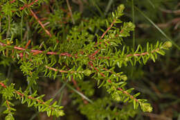 Image of black crowberry