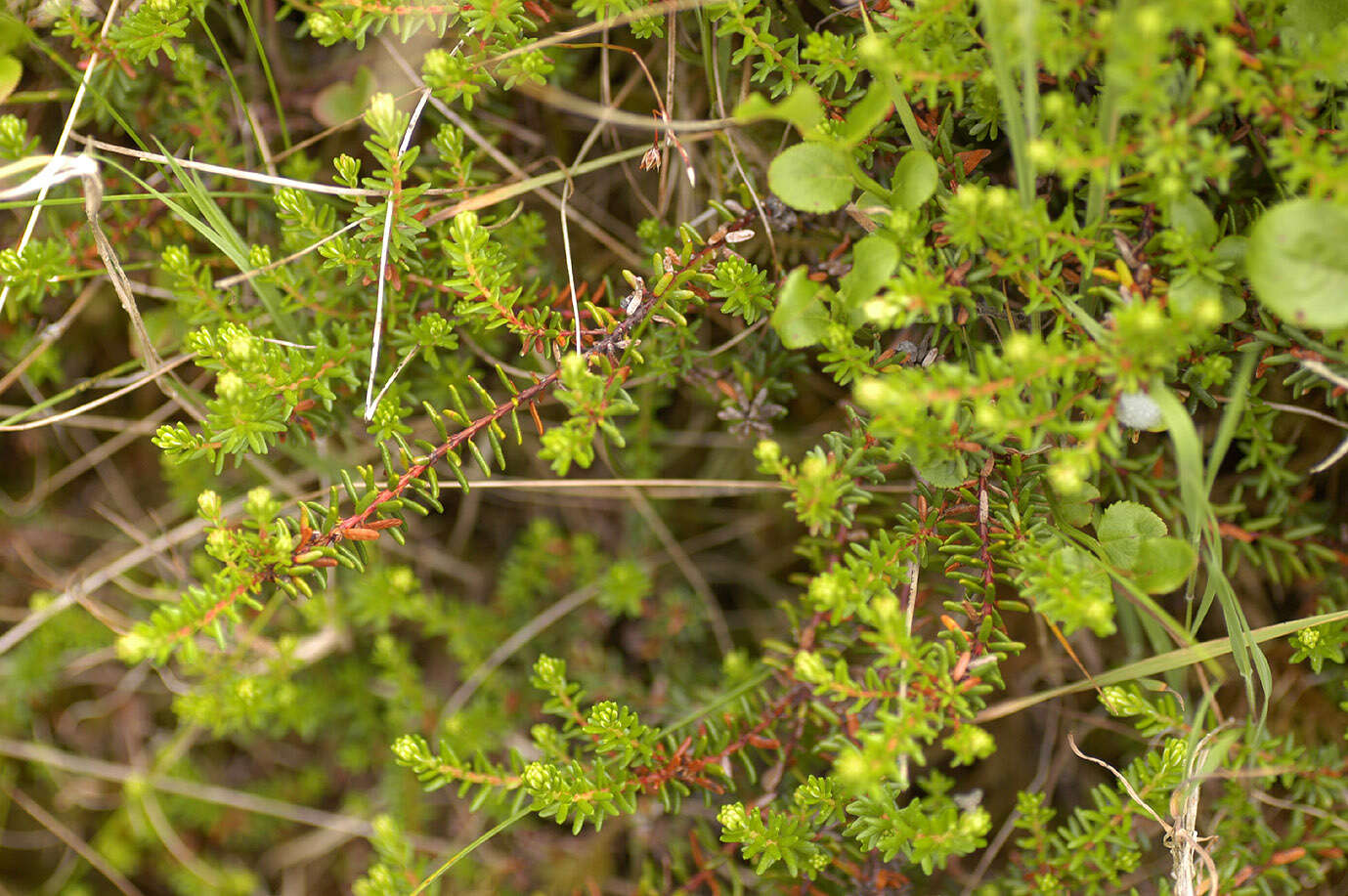 Image of black crowberry