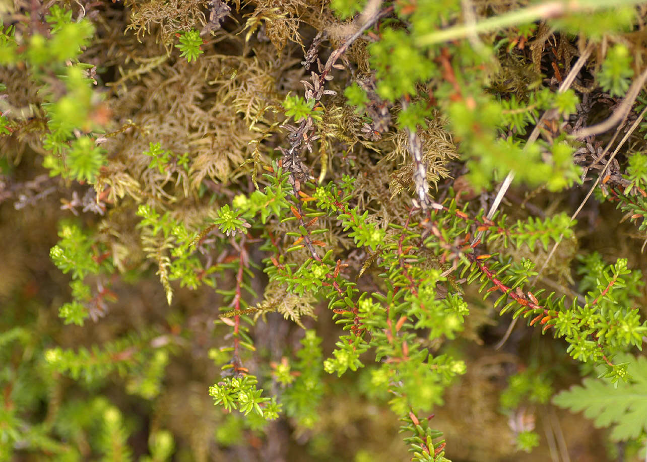 Image of black crowberry