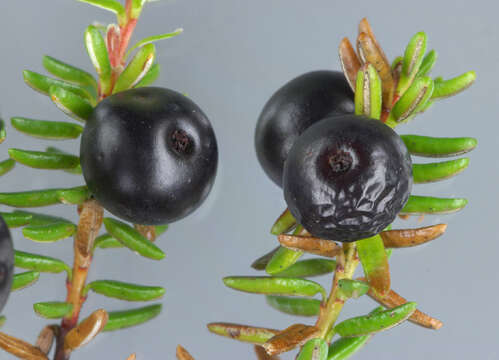 Image of black crowberry